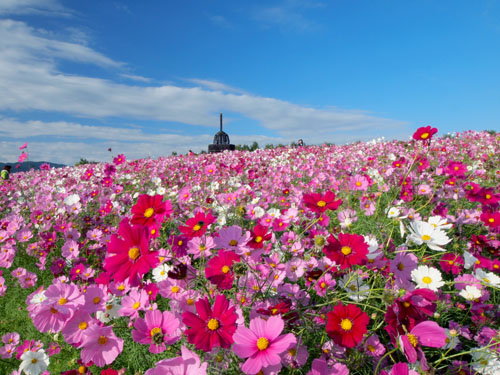 万博記念公園　花の丘のコスモス