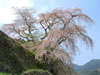 お花見