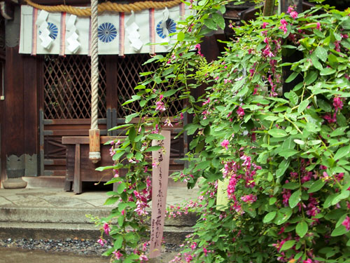 梨木神社のハギ