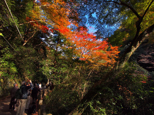 紅葉を見上げる観光客