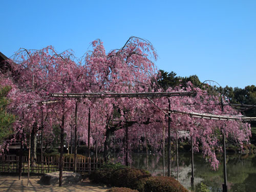 平安神宮　紅枝垂れ桜