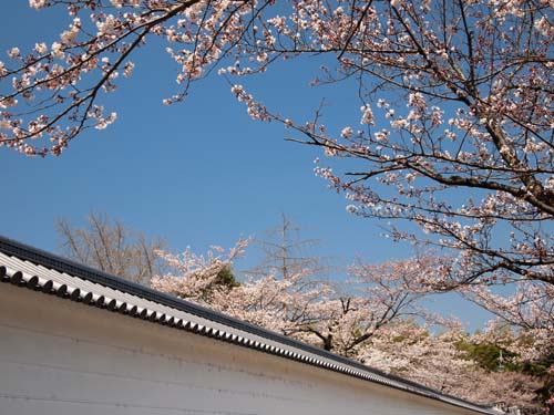 入り口の桜並木