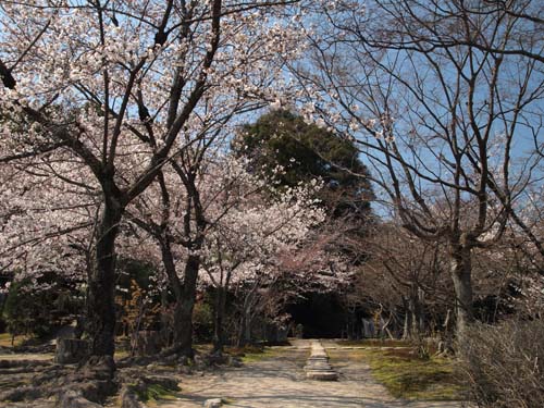庭園の桜
