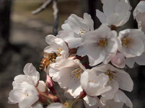 蜜を集める蜂