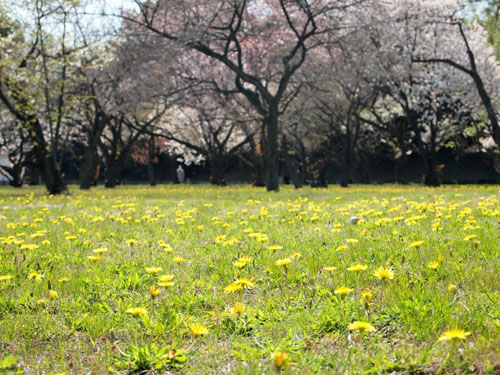 二条城 桜の園のタンポポ