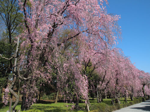 二条城の枝垂れ桜