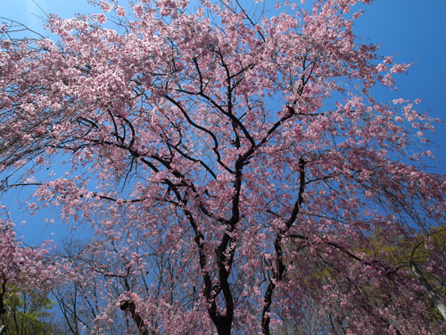 二条城の枝垂れ桜