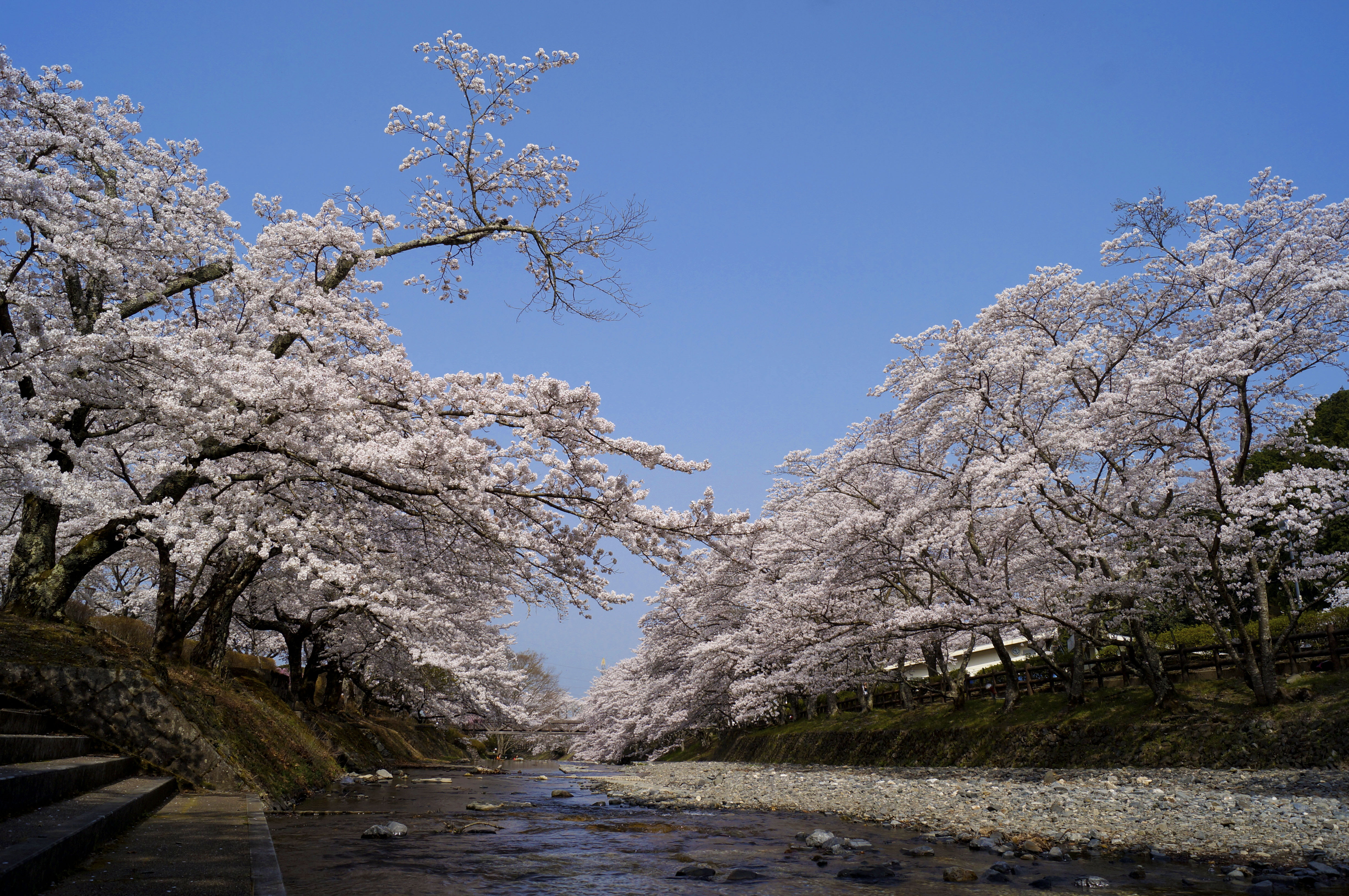 京都亀岡　やすらぎの道の桜並木