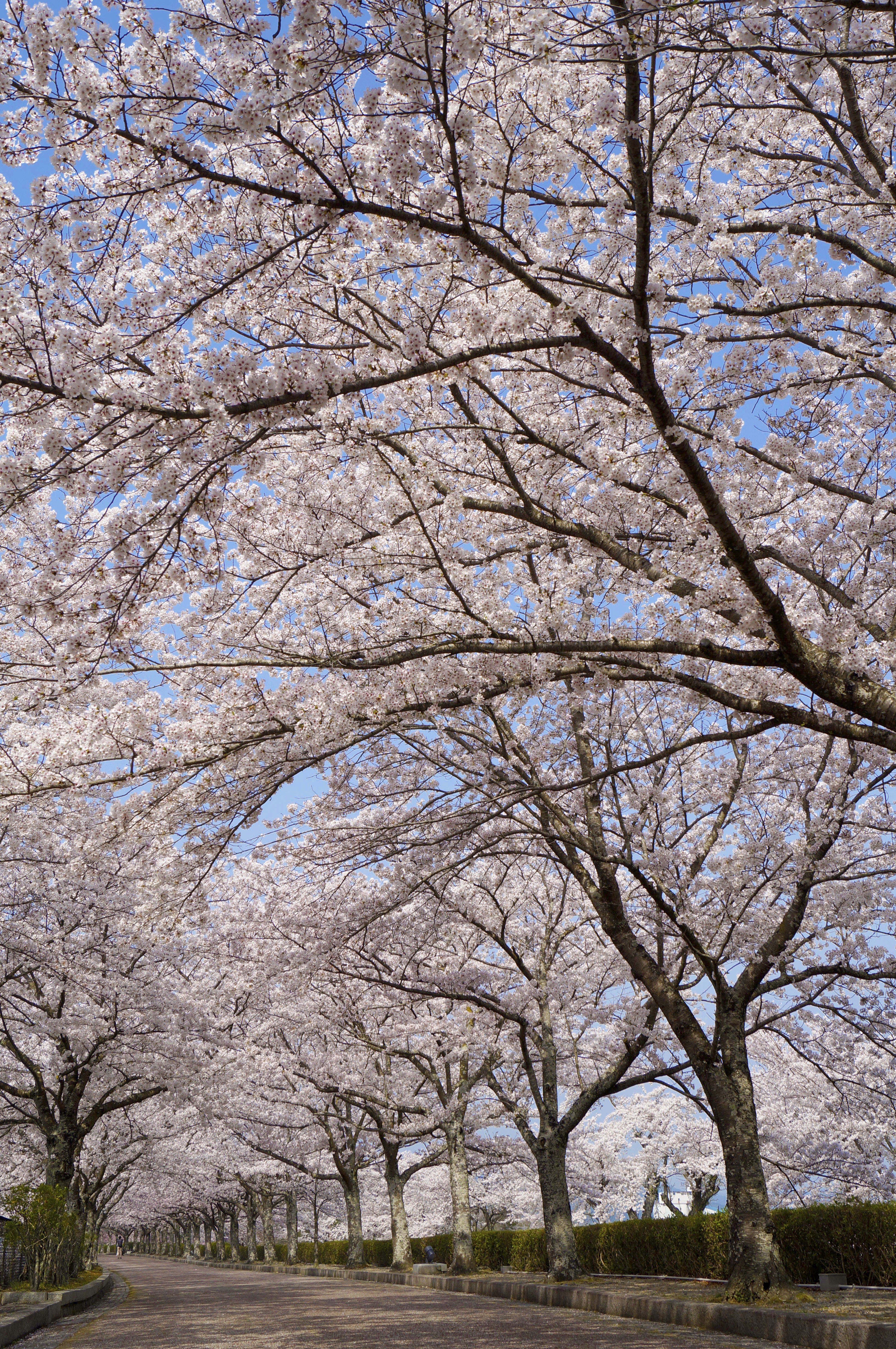 京都 亀岡 和らぎの道 桜並木