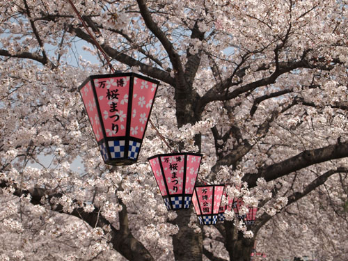 万博公園　桜まつり