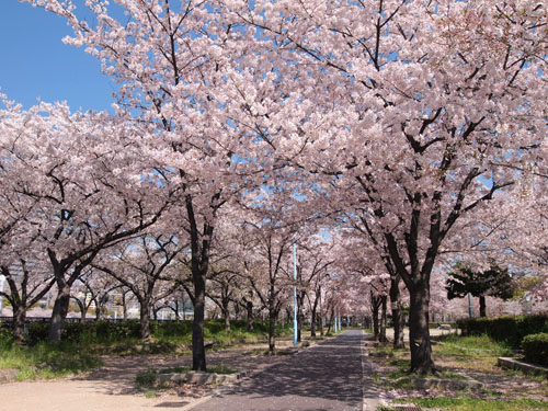 桜之宮の桜