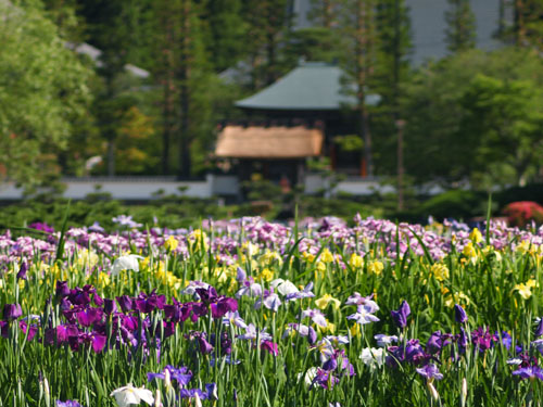 永澤寺の花しょうぶ
