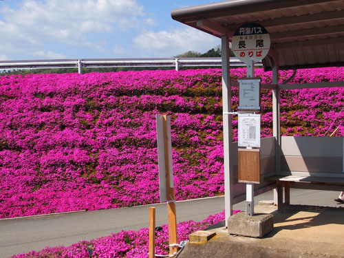 長尾の芝桜　バス停