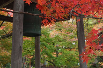 梨木神社のハギ