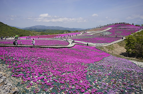 茶臼山高原 天空の花回廊 芝桜の丘
