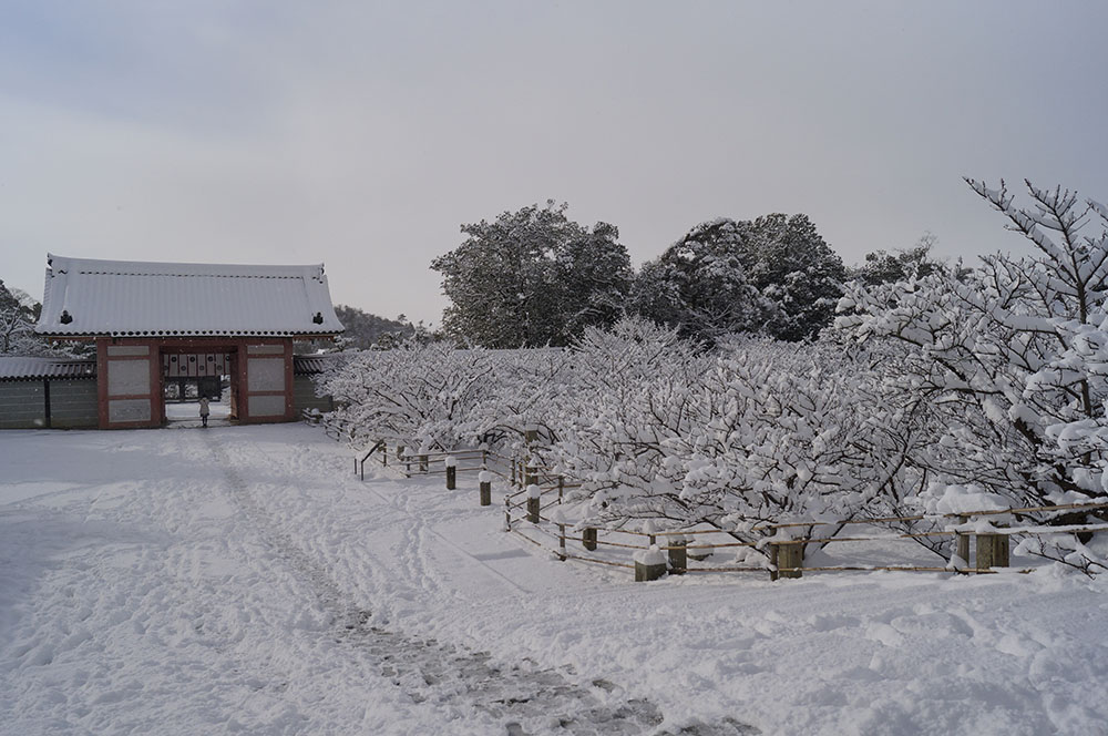雪の御室桜