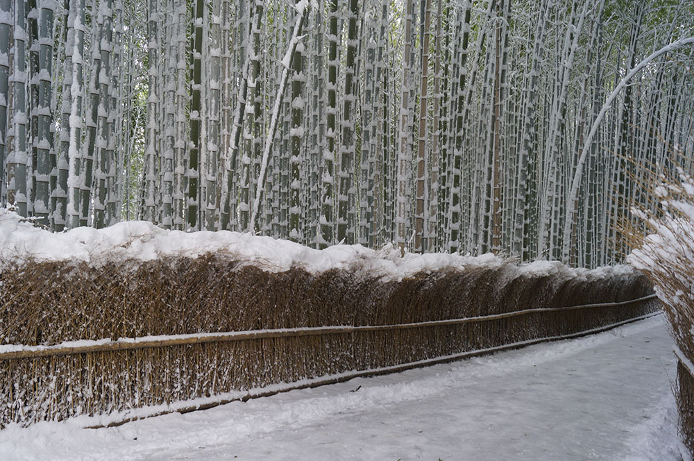 雪の竹林の小径