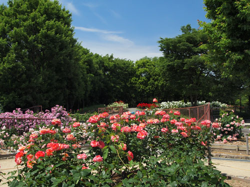 大井戸公園のバラ