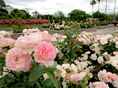 長居植物園のバラ