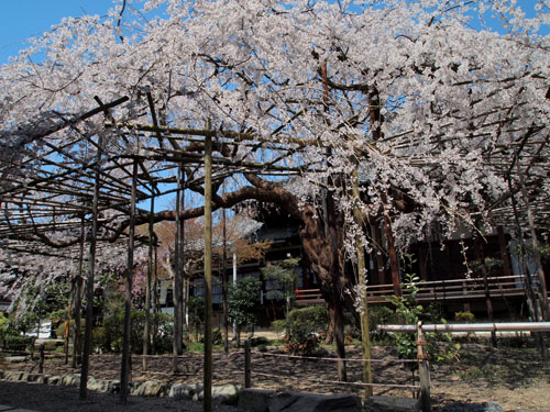 山科　毘沙門堂の桜