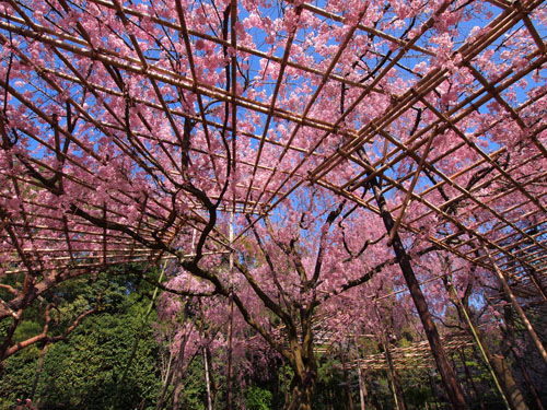 平安神宮の紅枝垂れ桜