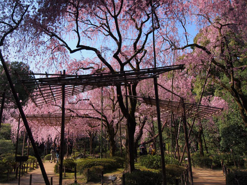 平安神宮　西神苑の枝垂れ桜