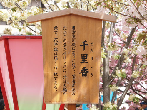 造幣局 桜の紹介