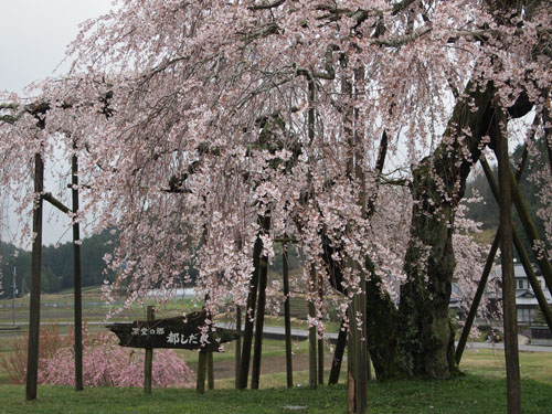 畑の枝垂れ桜