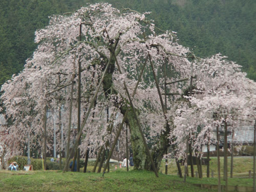 畑の枝垂れ桜