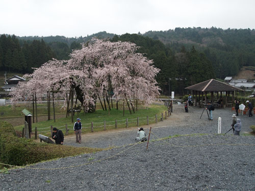 畑の枝垂れ桜 遠景