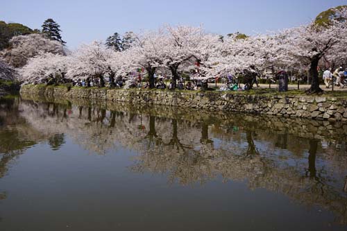 内堀沿いの桜