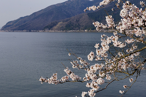 海津大崎から奥琵琶湖パークウェイの桜